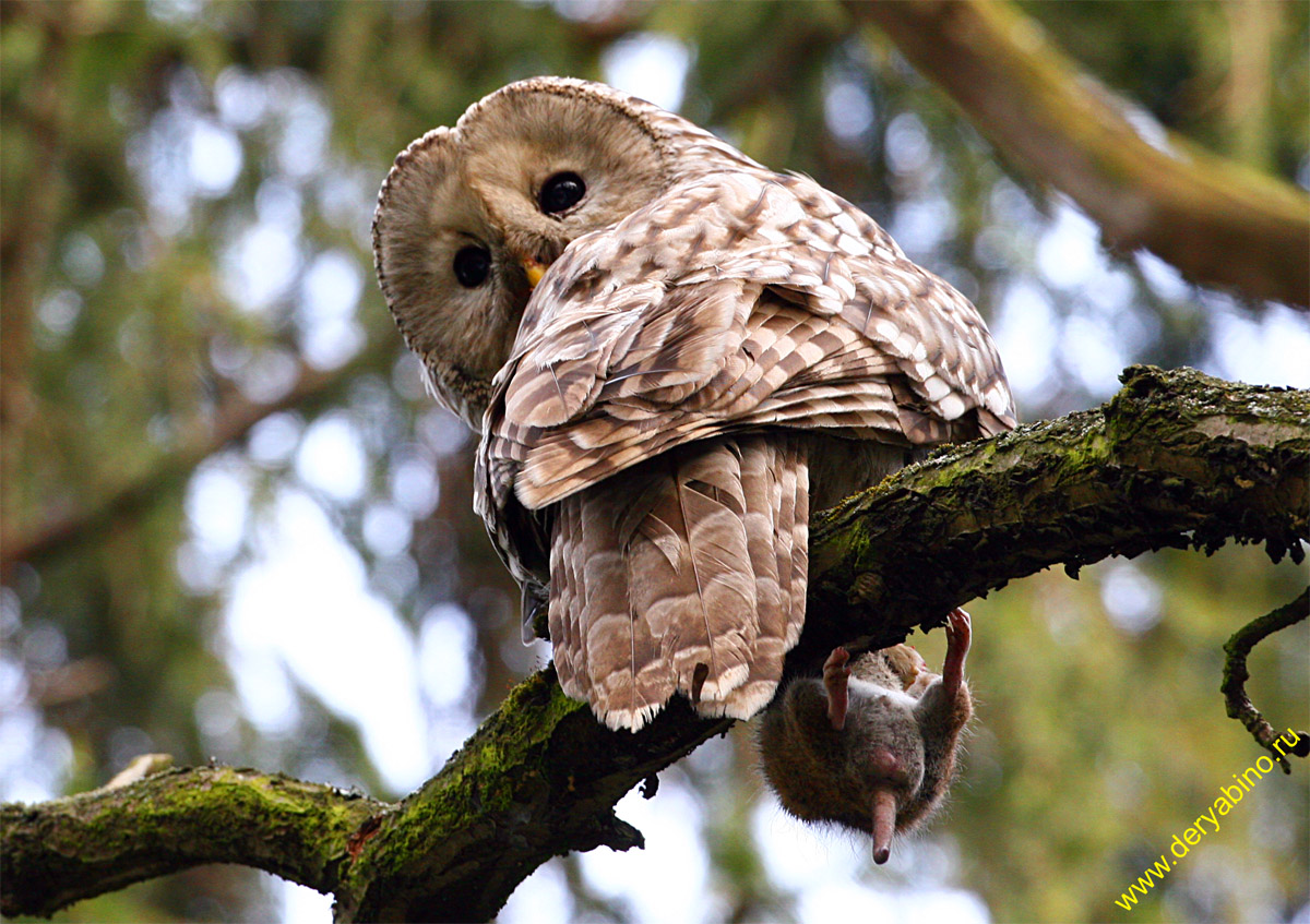   Strix uralensis Ural Owl