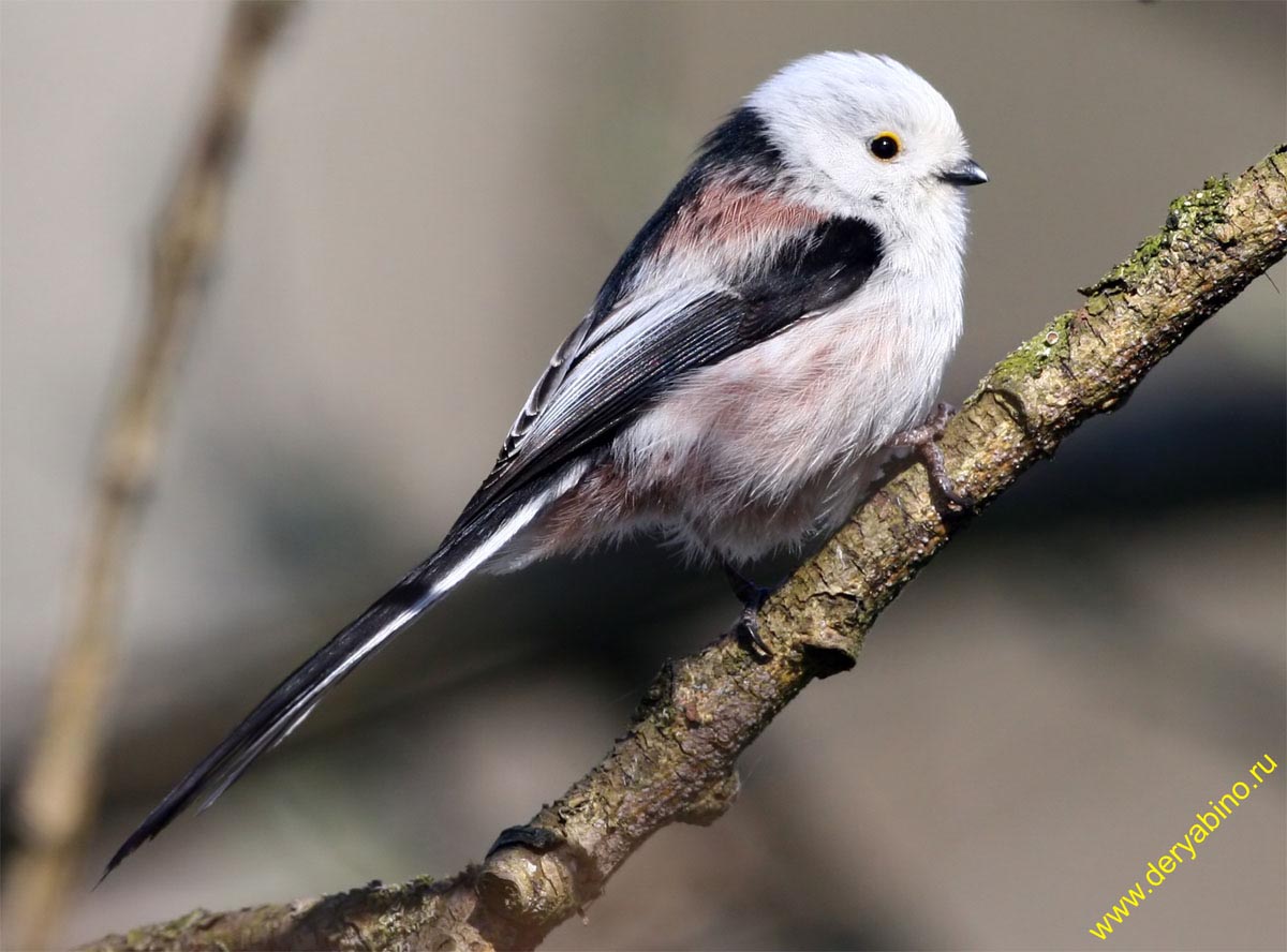   () Aegithalos caudatus Long-tailed Tit