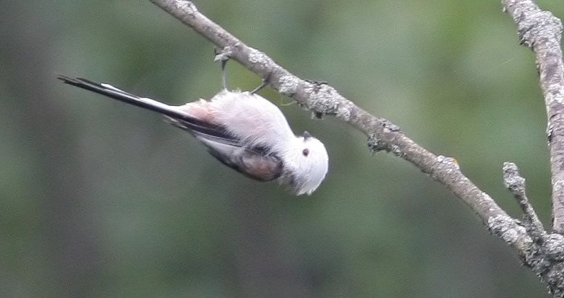   () Aegithalos caudatus Long-tailed Tit