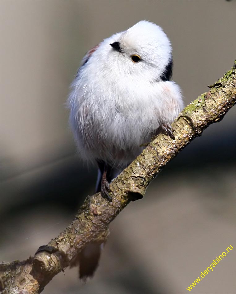   () Aegithalos caudatus Long-tailed Tit