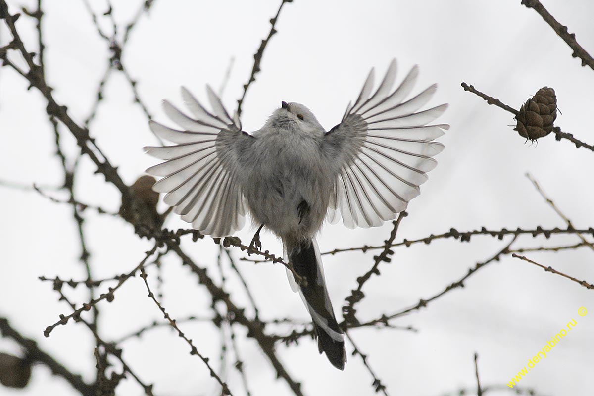   () Aegithalos caudatus Long-tailed Tit