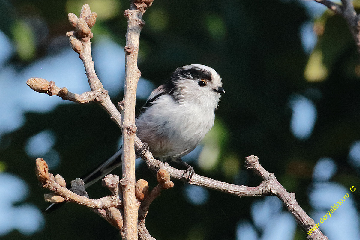   () Aegithalos caudatus Long-tailed Tit