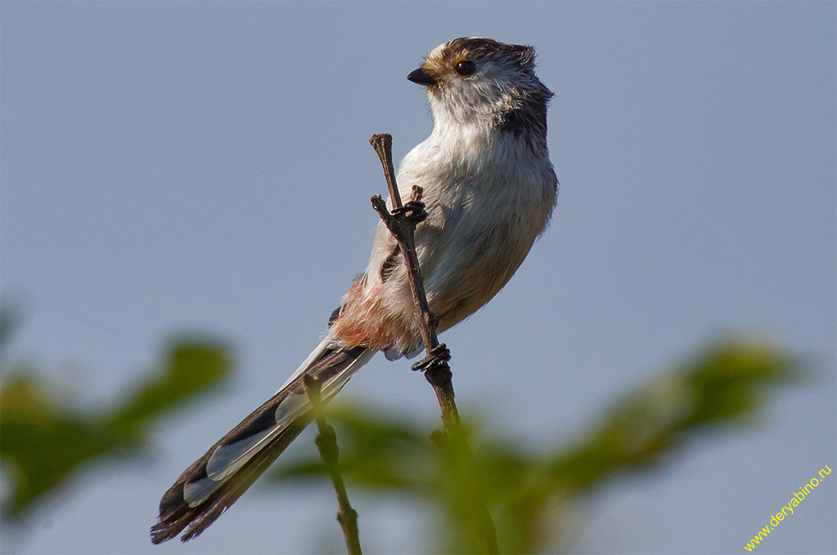    Aegithalos caudatus (europaeus) Long-tailed Tit