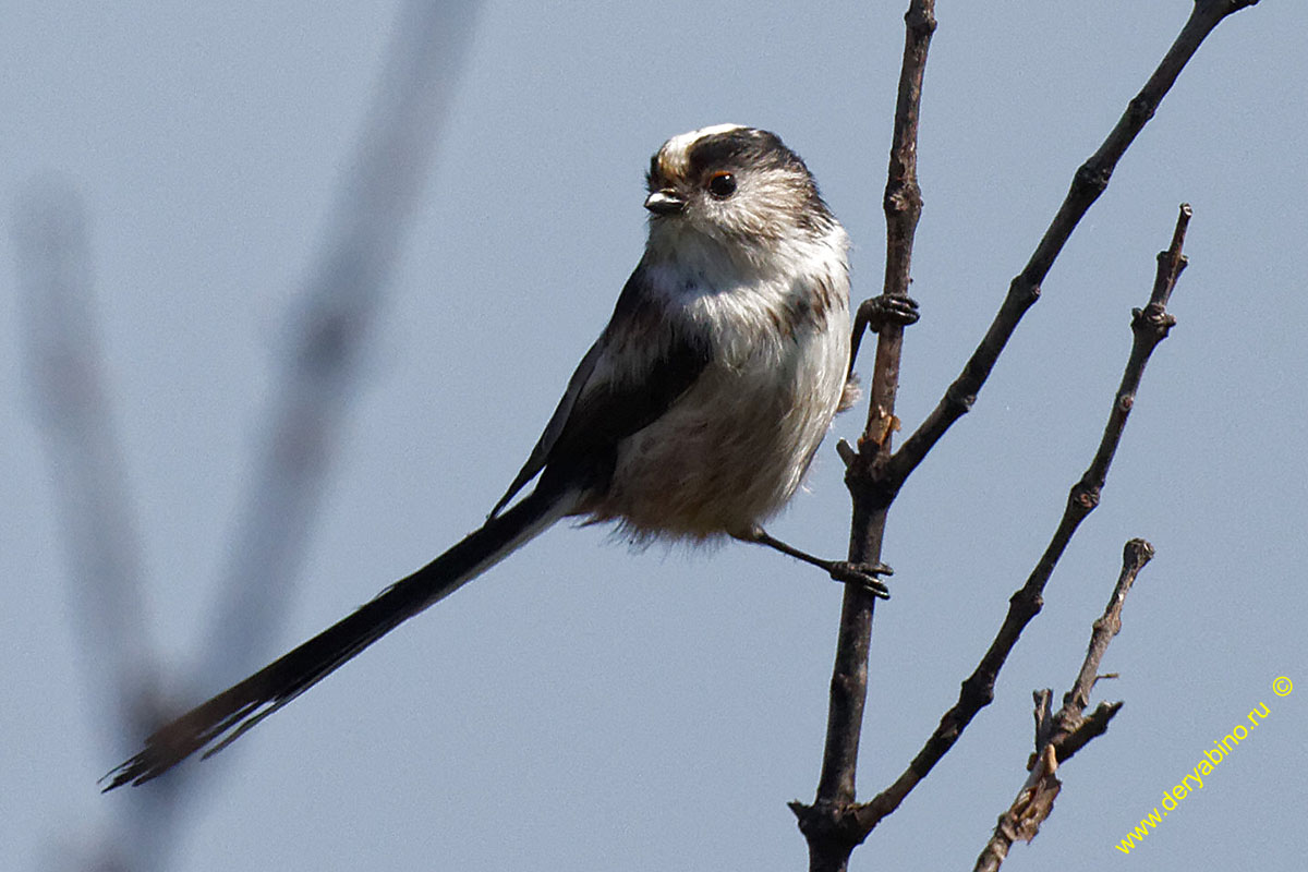    Aegithalos caudatus (europaeus) Long-tailed Tit