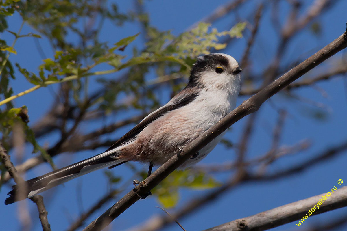    Aegithalos caudatus (europaeus) Long-tailed Tit