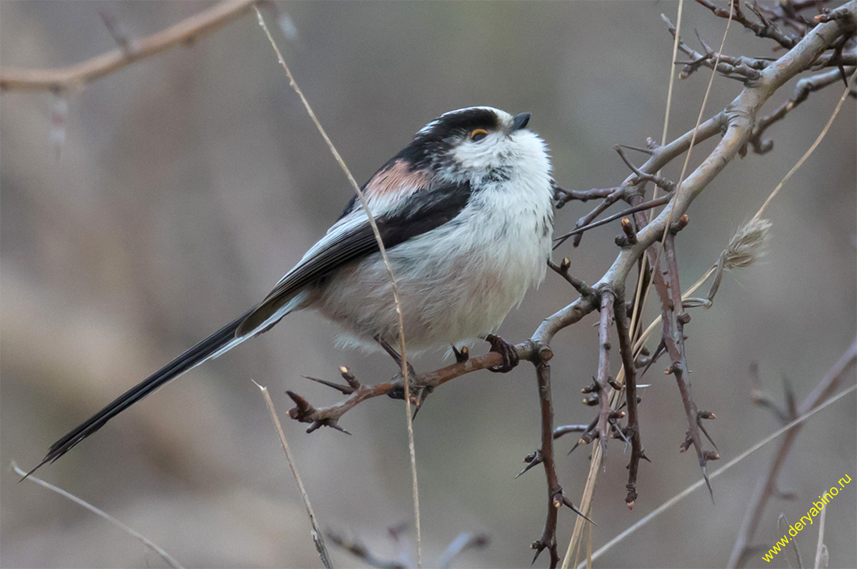    Aegithalos caudatus (europaeus) Long-tailed Tit