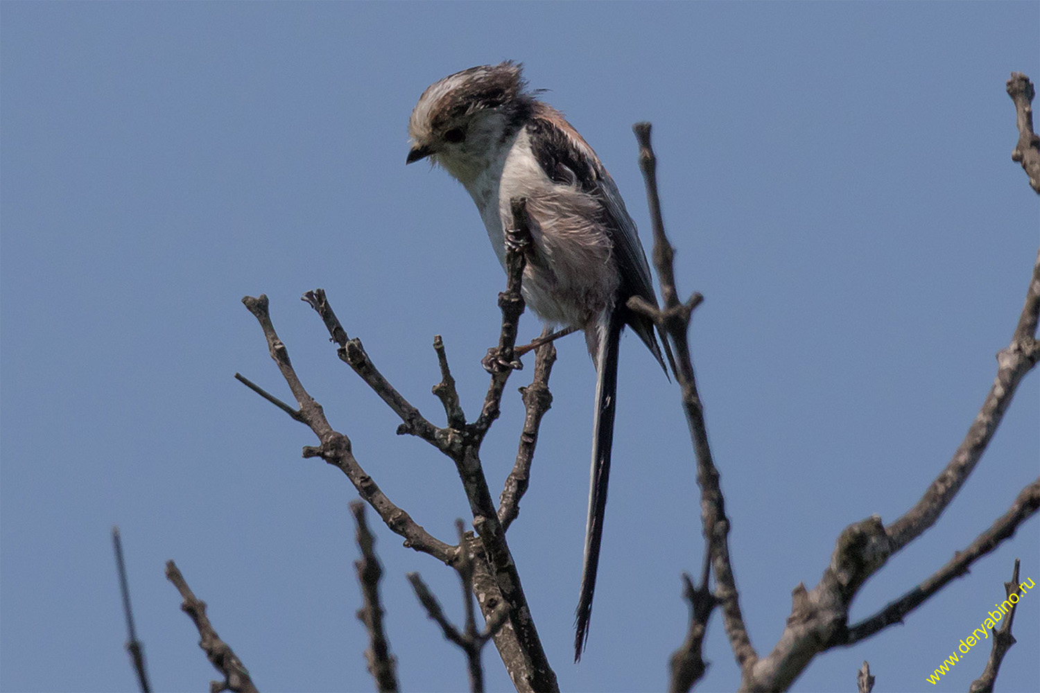    Aegithalos caudatus (europaeus) Long-tailed Tit