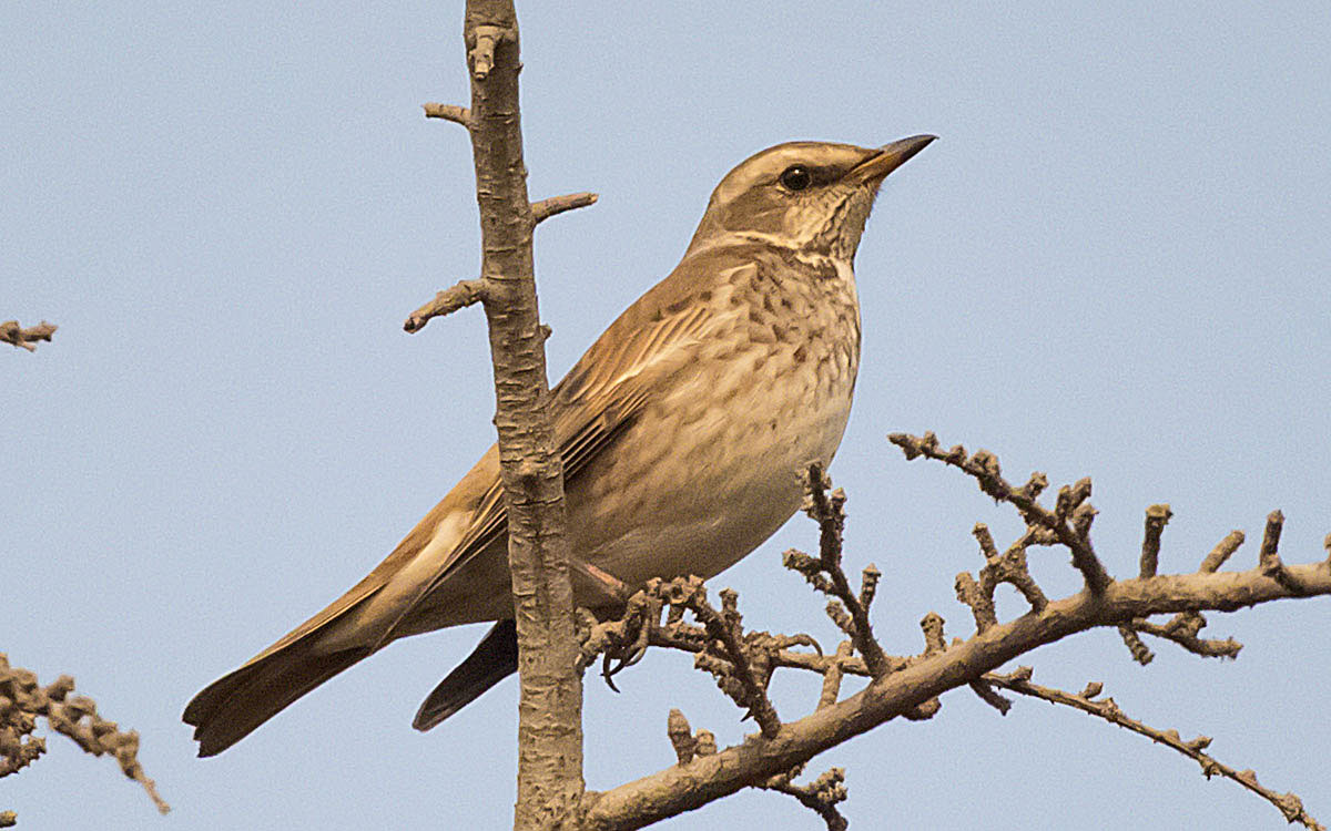   Turdus atrogularis Black-throated thrush