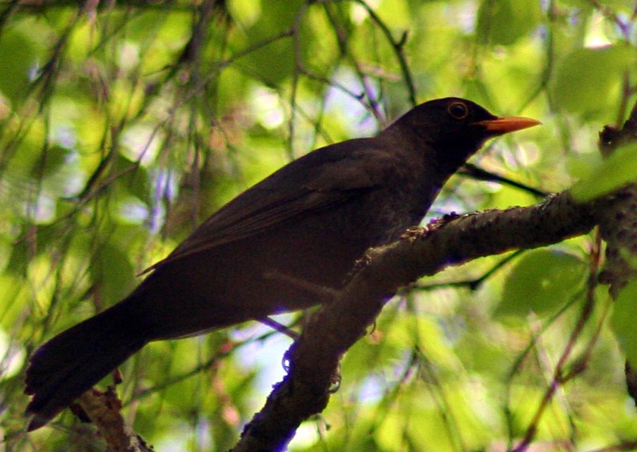   Turdus merula Eurasian Blackbird