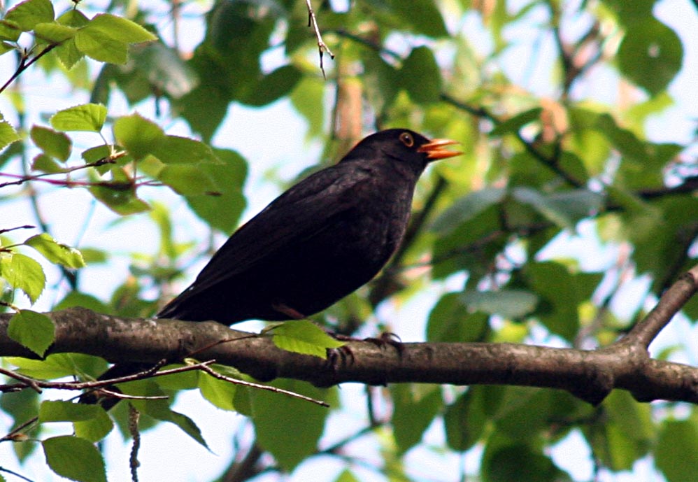   Turdus merula Eurasian Blackbird