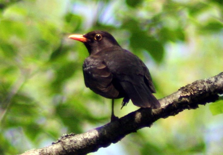   Turdus merula Eurasian Blackbird