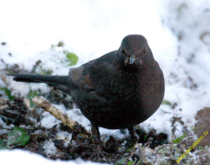   Turdus merula Eurasian Blackbird