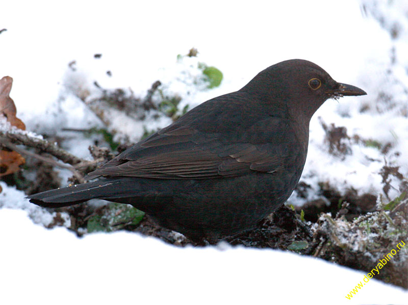   Turdus merula Eurasian Blackbird