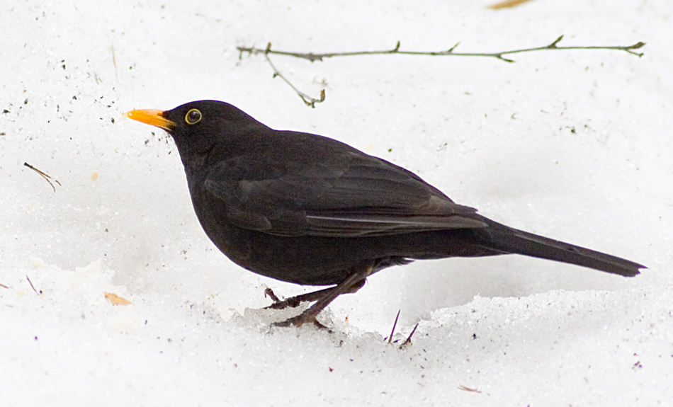   Turdus merula Eurasian Blackbird