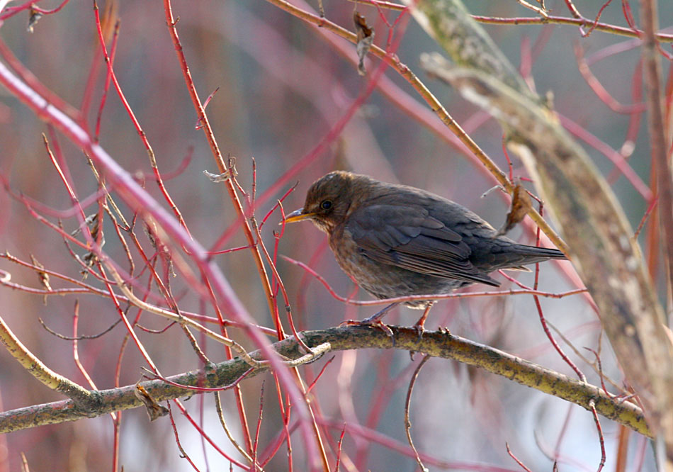   Turdus merula Eurasian Blackbird