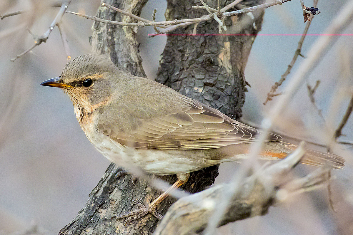   Turdus ruficollis Red-throated thrush