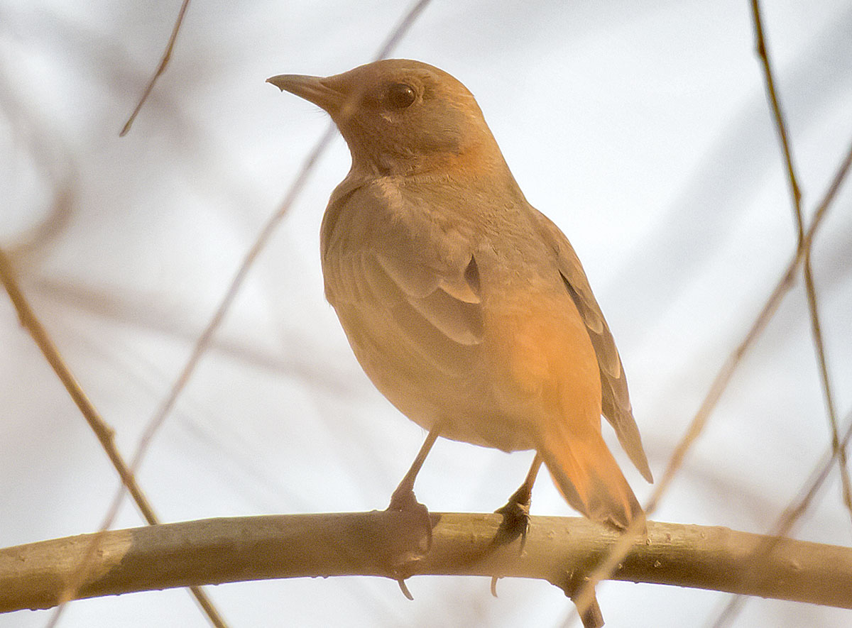   () Turdus naumanni Naumann's thrush