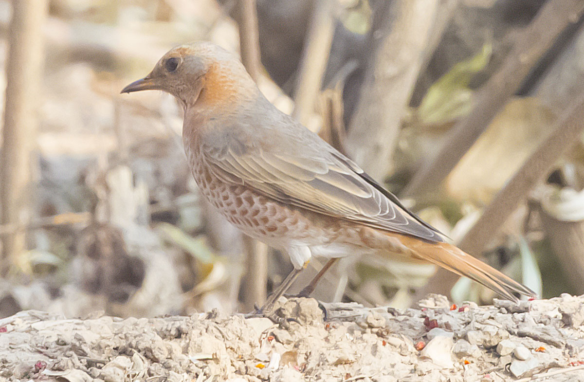   () Turdus naumanni Naumann's thrush