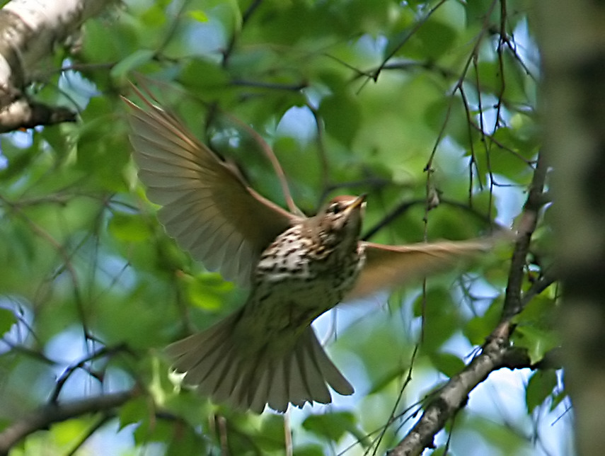   Turdus philomelos Song Thrush