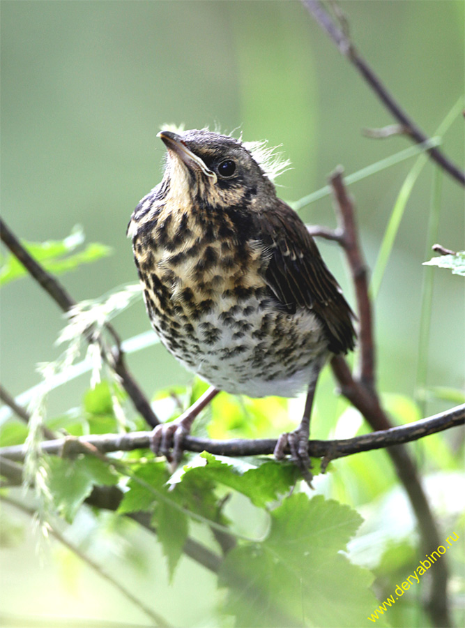   Turdus philomelos Song Thrush