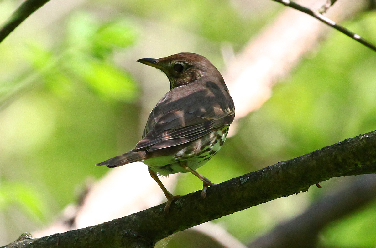   Turdus philomelos Song Thrush