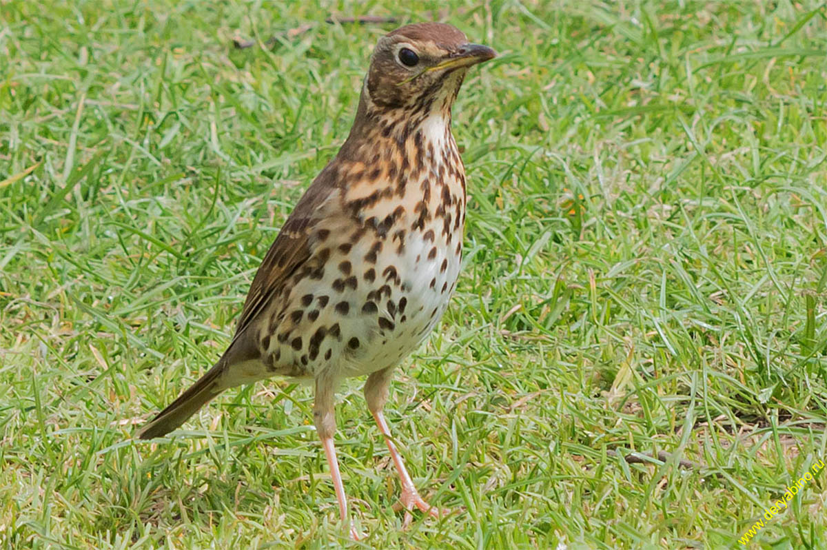   Turdus philomelos Song Thrush