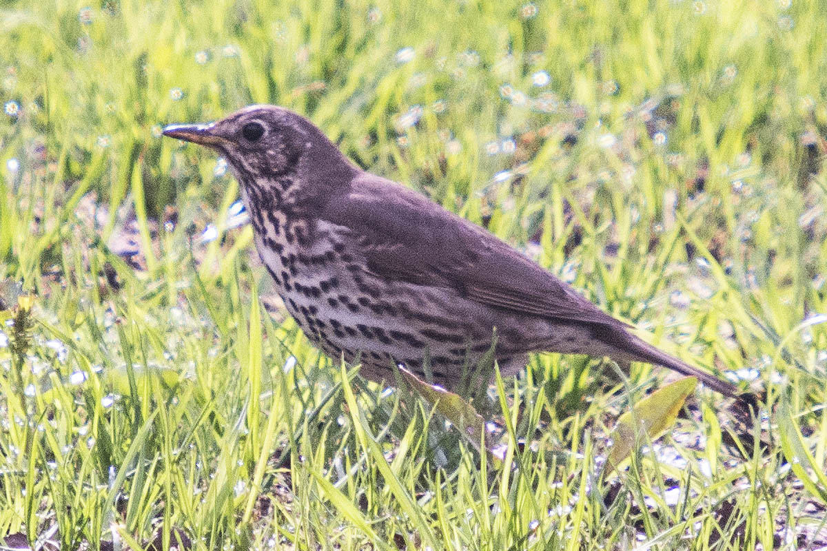   Turdus philomelos Song Thrush