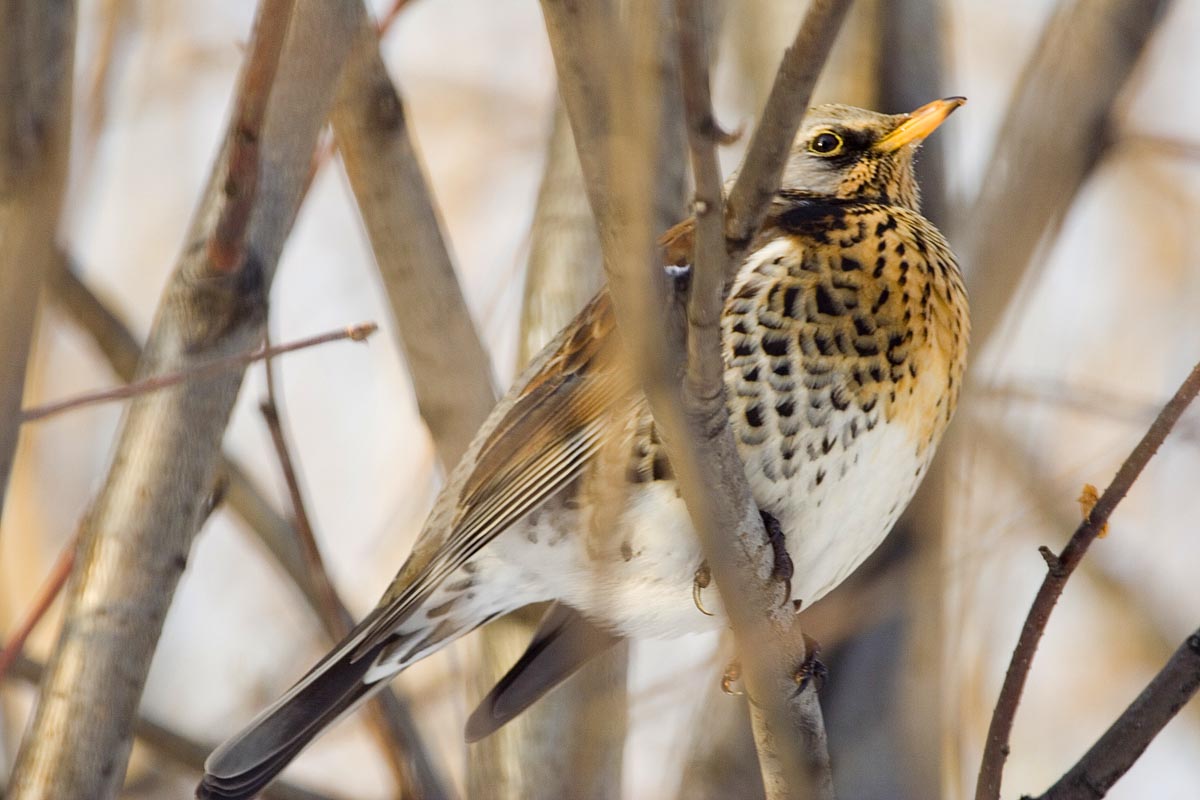 - Turdus pilaris Fieldfare