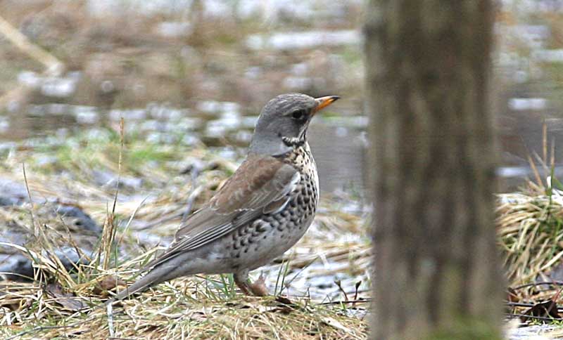 - Turdus pilaris Fieldfare