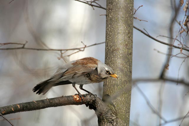 - Turdus pilaris Fieldfare