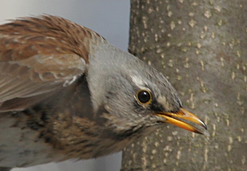 - Turdus pilaris Fieldfare