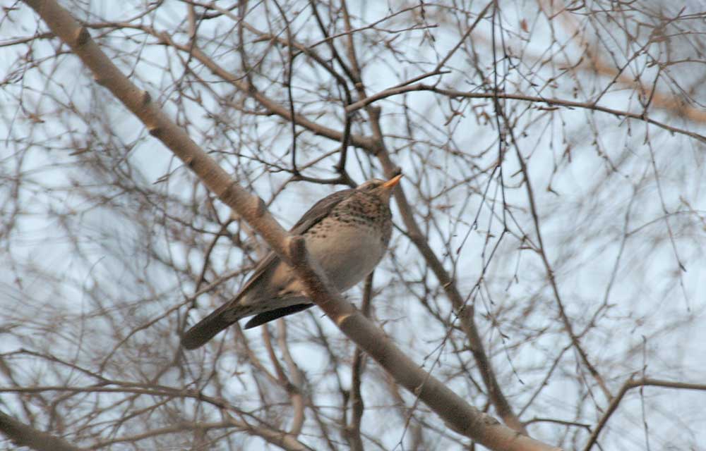 - Turdus pilaris Fieldfare