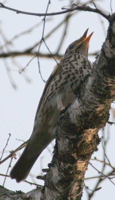 - Turdus pilaris Fieldfare