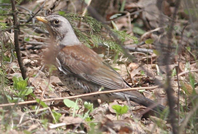 - Turdus pilaris Fieldfare