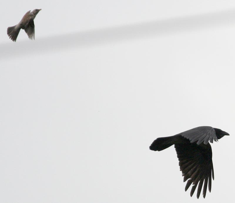 - Turdus pilaris Fieldfare