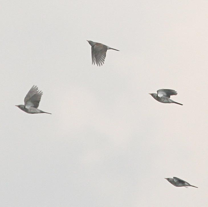 - Turdus pilaris Fieldfare