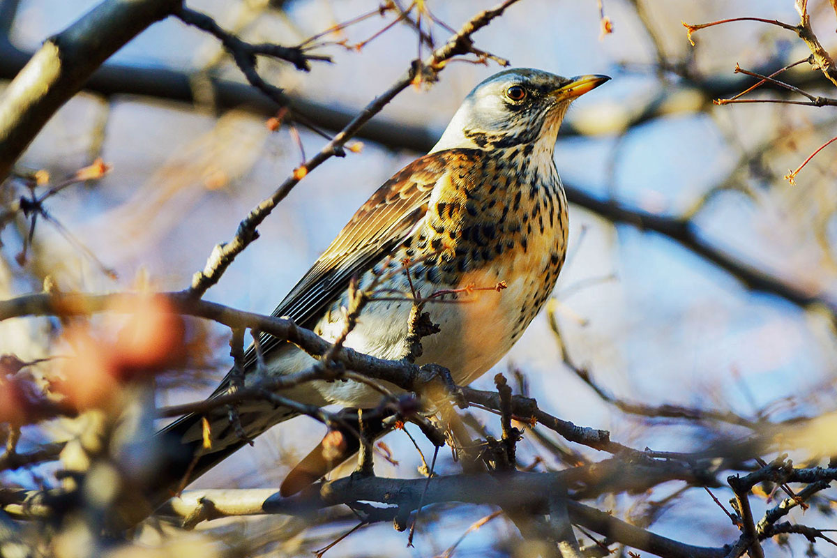 - Turdus pilaris Fieldfare