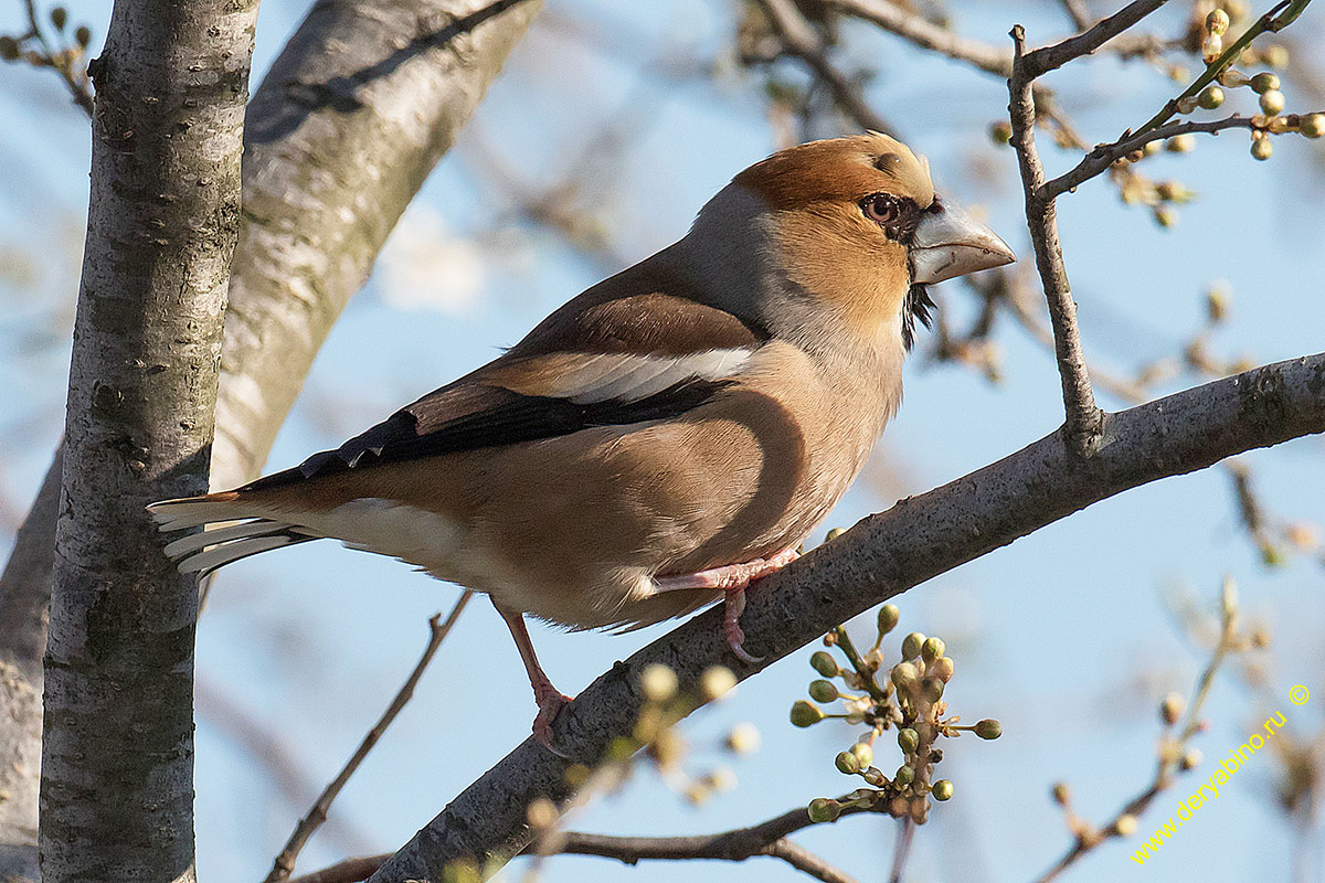  Coccothraustes coccothraustes Hawfinch