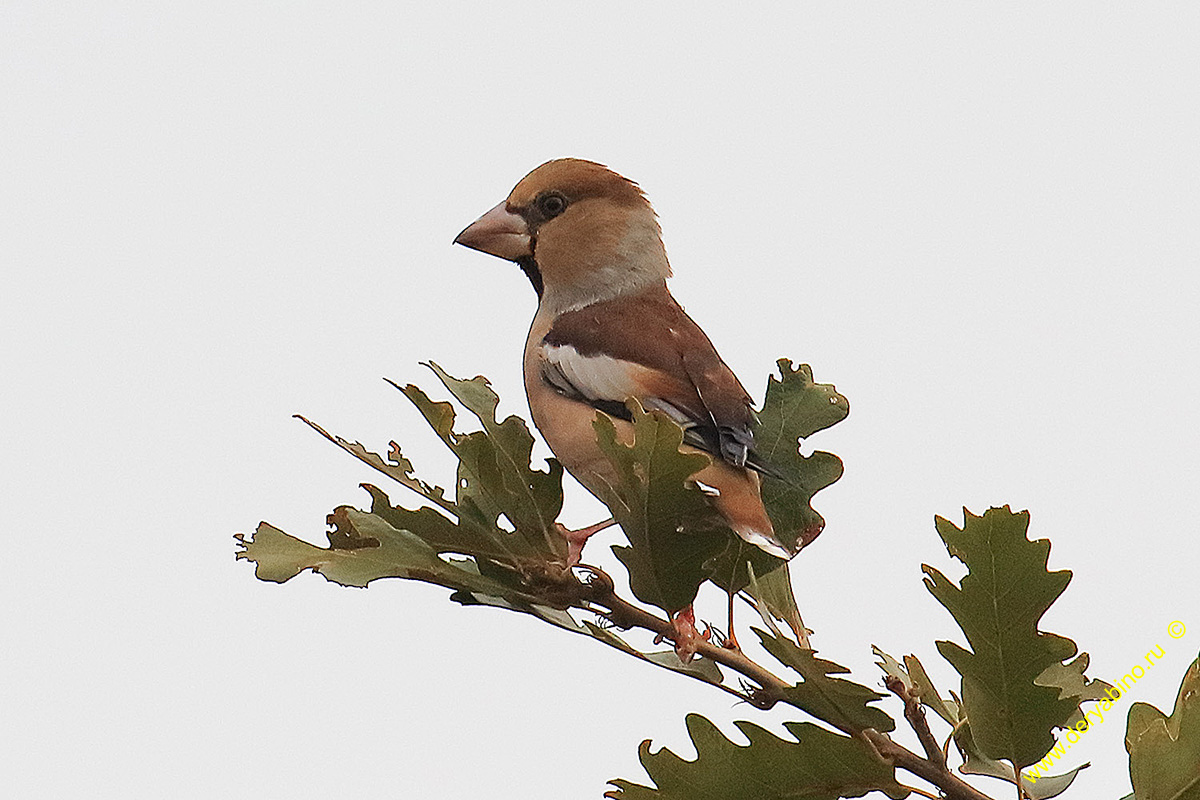  Coccothraustes coccothraustes Hawfinch