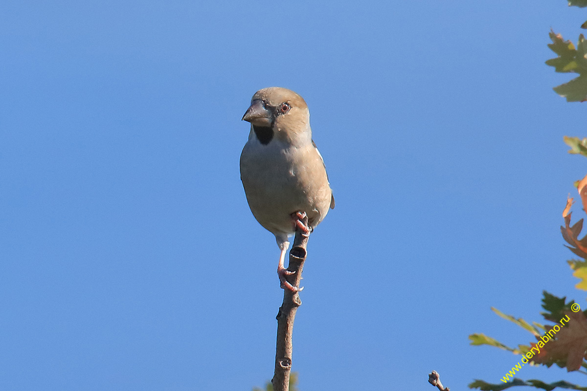  Coccothraustes coccothraustes Hawfinch