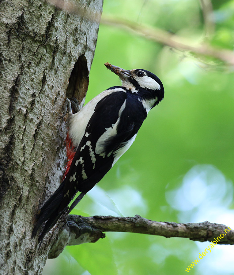    Dendrocopos major Great Spotted Woodpecker