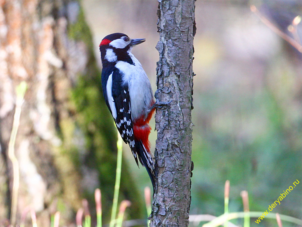    Dendrocopos major Great Spotted Woodpecker