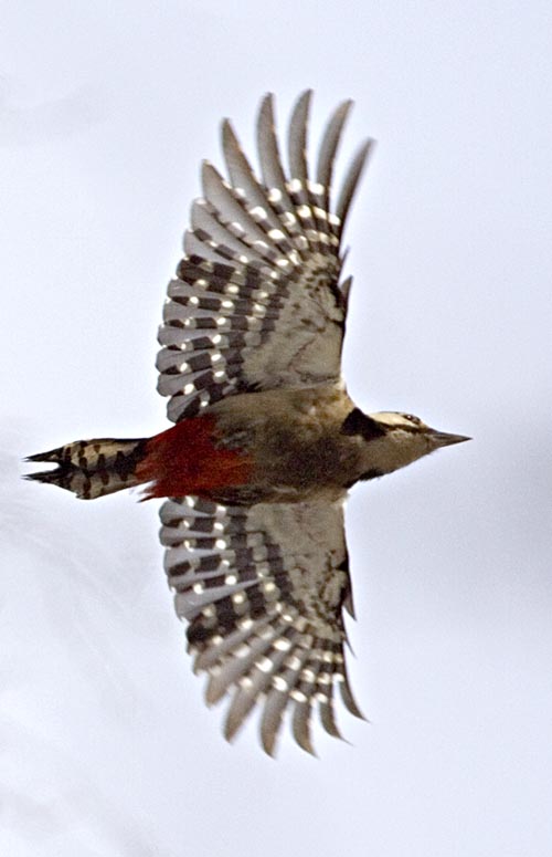    Dendrocopos major Great Spotted Woodpecker