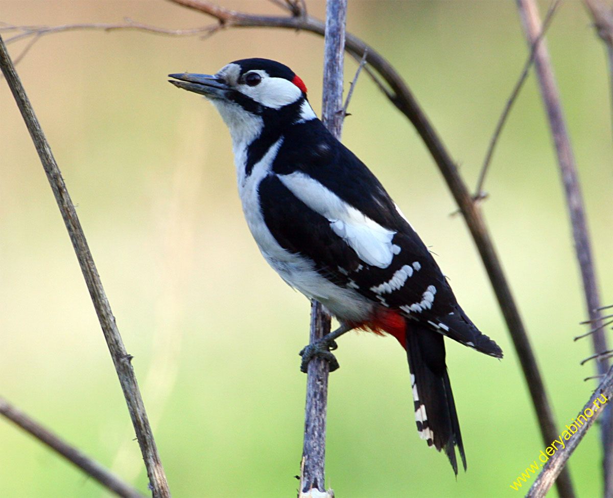    Dendrocopos major Great Spotted Woodpecker