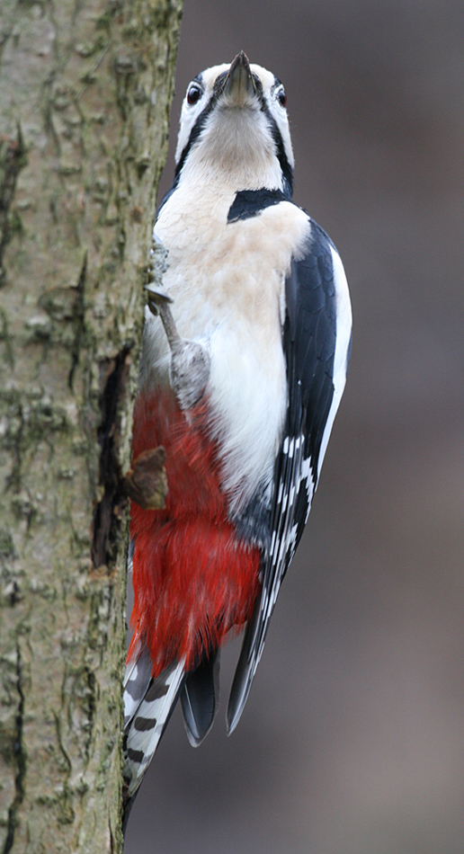    Dendrocopos major Great Spotted Woodpecker