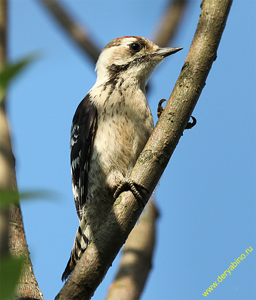    Dendrocopos minor Lesser Spotted Woodpecker