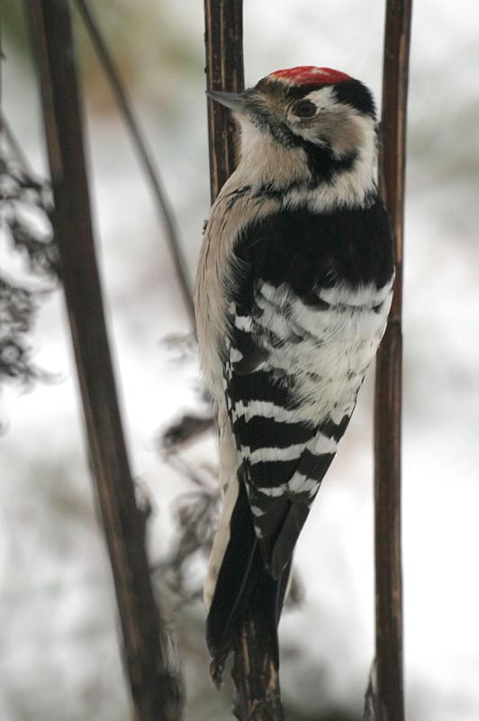    Dendrocopos minor Lesser Spotted Woodpecker