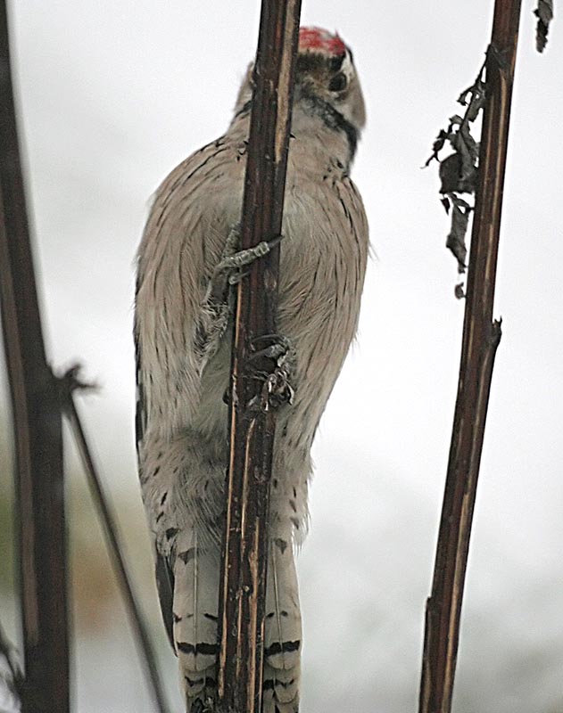 Дятел малый пестрый Dendrocopos minor Lesser Spotted Woodpecker