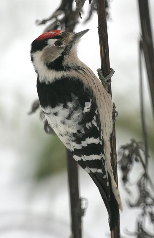 Дятел малый пестрый Dendrocopos minor Lesser Spotted Woodpecker