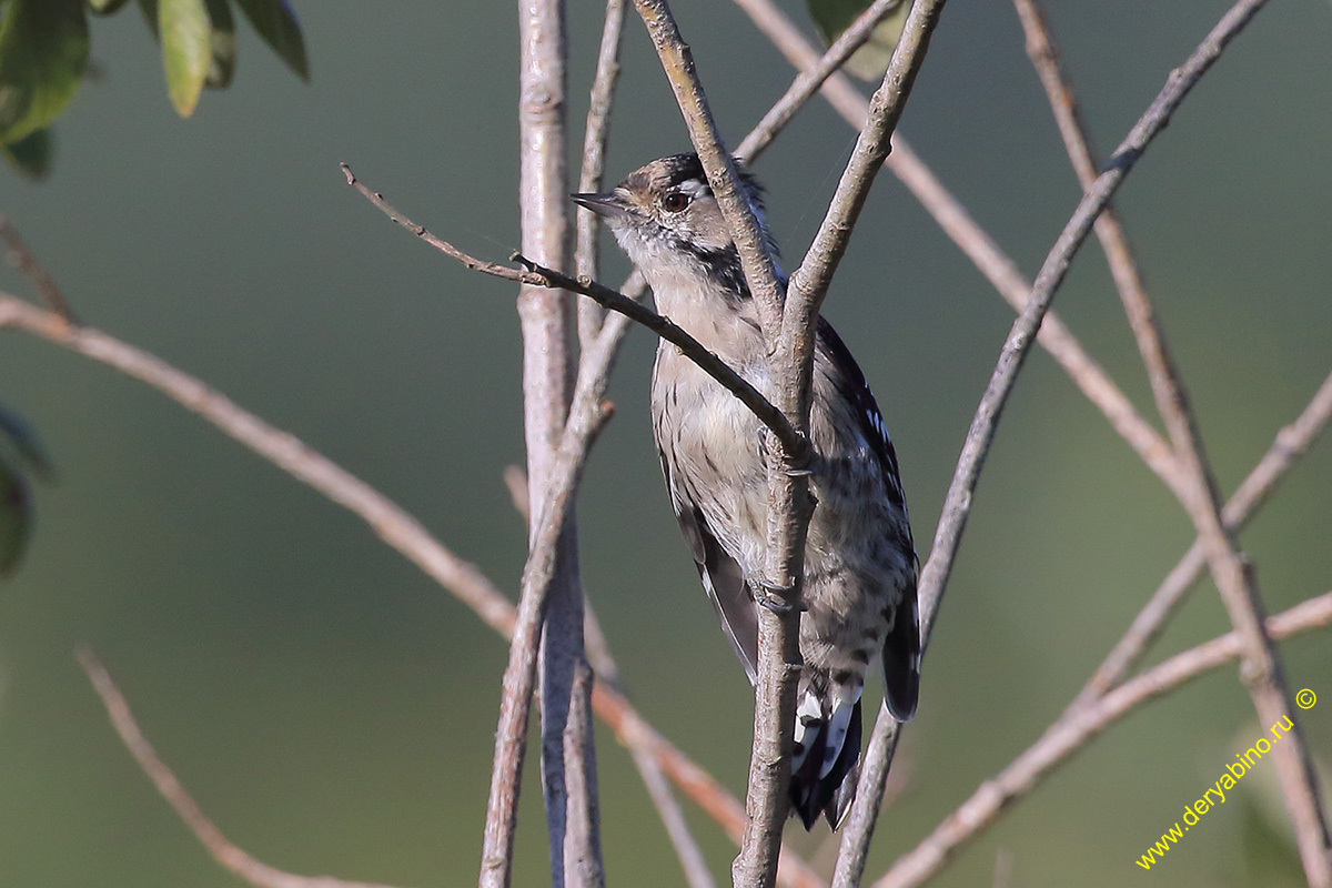    Dendrocopos minor Lesser Spotted Woodpecker